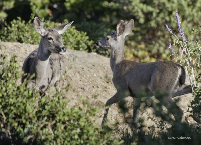 _DSC5554-Edit_painted_deer_meetup_original_900.jpg