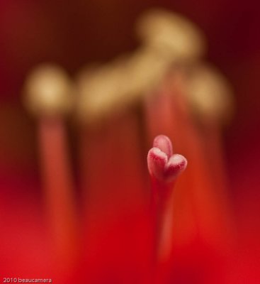 Amaryllis - ah, you've touched my heart!