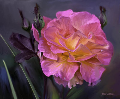Last Rose of Summer