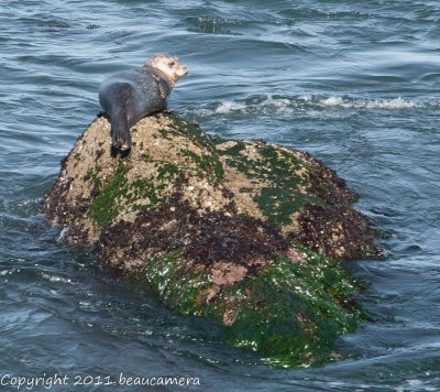 Harbor Seal at PG