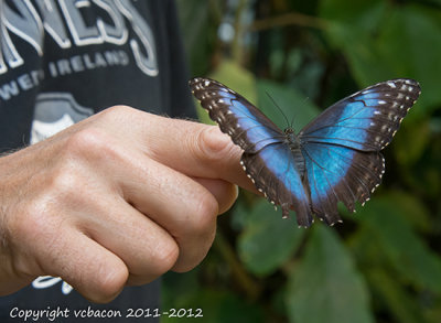 What a fun place to visit and photograph.
Here a butterfly lands on Steve Dunphy's hand.


20120928-P9282789_Steve_butterfly