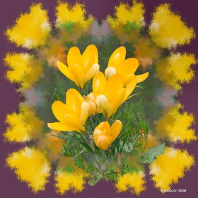 Yellow Crocus Symphony