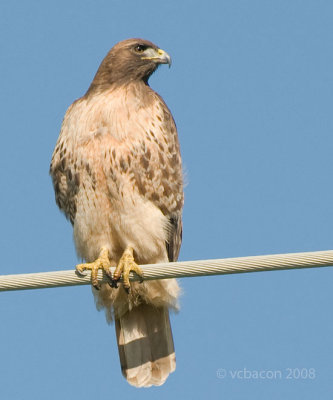 Red-tailed Hawk