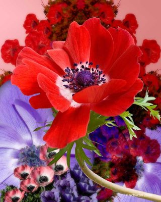 A Colorful Floral Montage