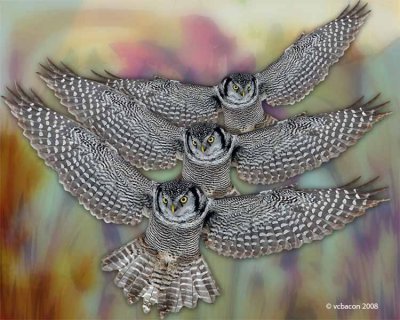 Patterns in Flight