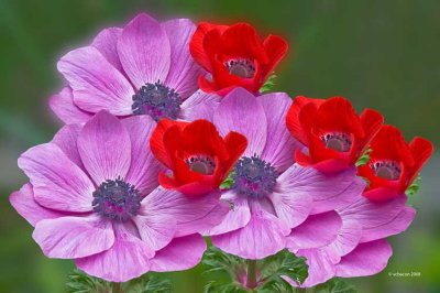 Floral Ballet