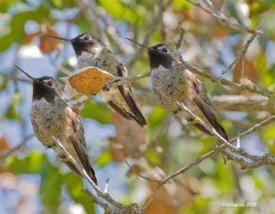 Catching up with the hummers