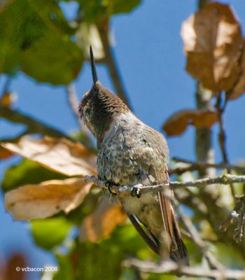 Hummer on High!