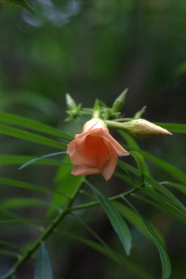 Mexican Oleander - Peach