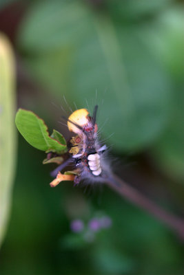 Caterpillar (Probably for crimson rose butterfly)