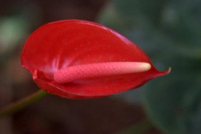 Flamingo Flower (Anthurium)