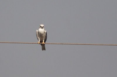 Black Shouldered Kite