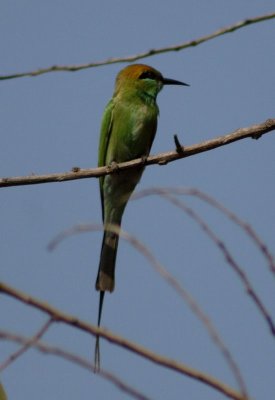 Small Green Beeeater