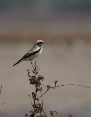 Desert Wheatear