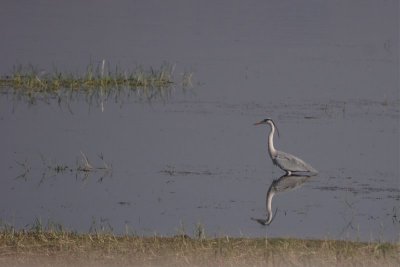purple heron