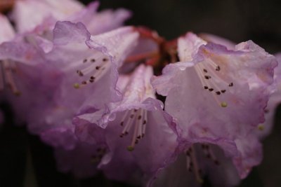 some more colerful rhododendron