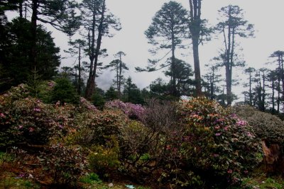 Forest of Rhododendrons