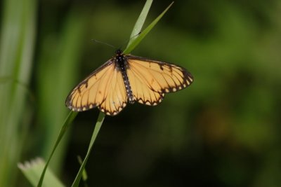 Yellow coster (family acraedae) - high altitude butterfly mostly found in the himalayas