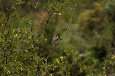 Long tailed shrike