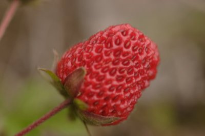 Some bud that looks like a strawberry