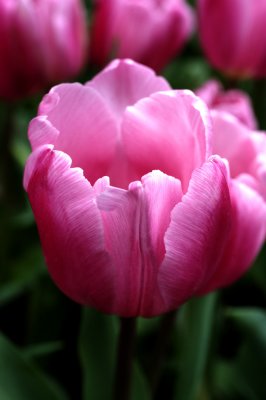 g1/85/442085/3/131960408.1oxpo74H.jpg