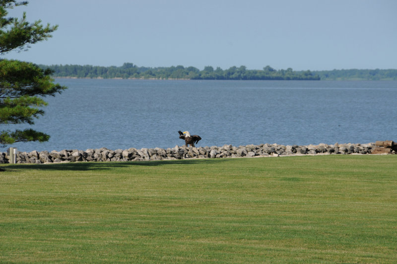 Red Wing Gets Eagles Attention