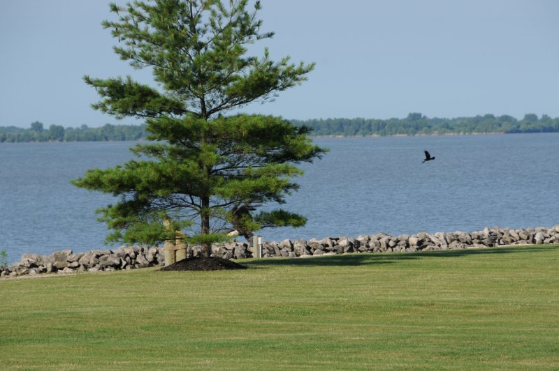 Eagle Heads for Home, Red Wing in Pursuit