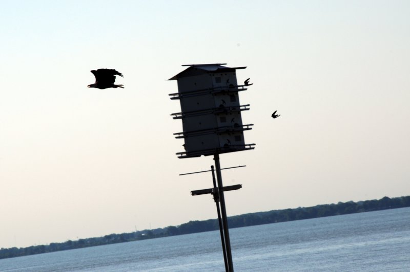 Eagle Getting out of the Neighborhood