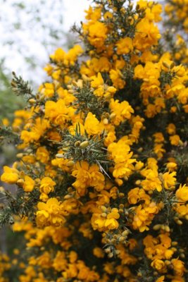 Gorse