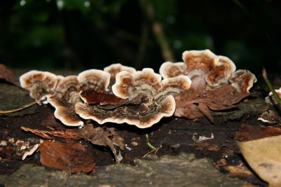 Fungus