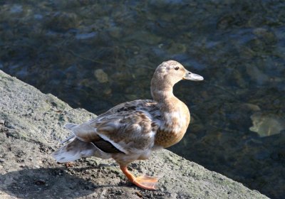 Duck!