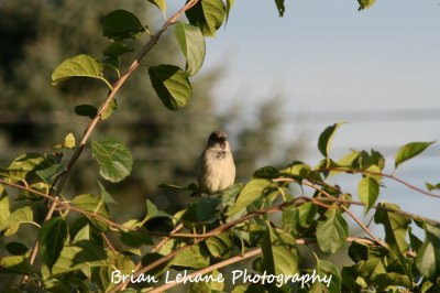 IMG_0032a.jpg