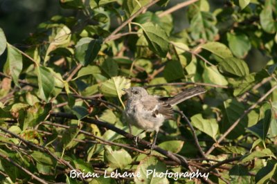 IMG_0033a.jpg