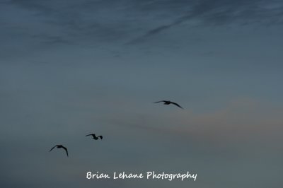 IMG_0039a.jpg