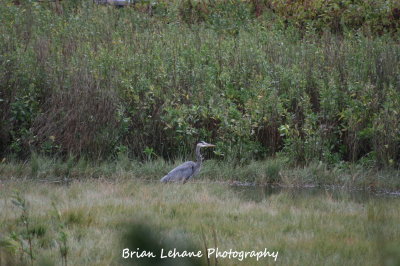 IMG_0063.jpg