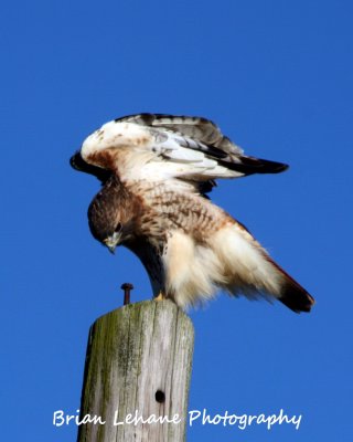 IMG_0043aa.jpg