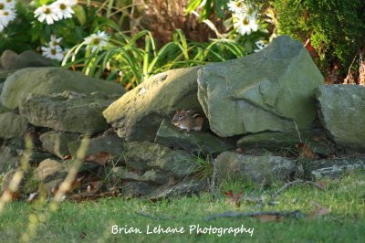 IMG_0056a.jpg