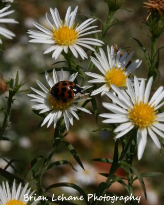IMG_0002a.jpg