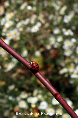 IMG_0003a.jpg
