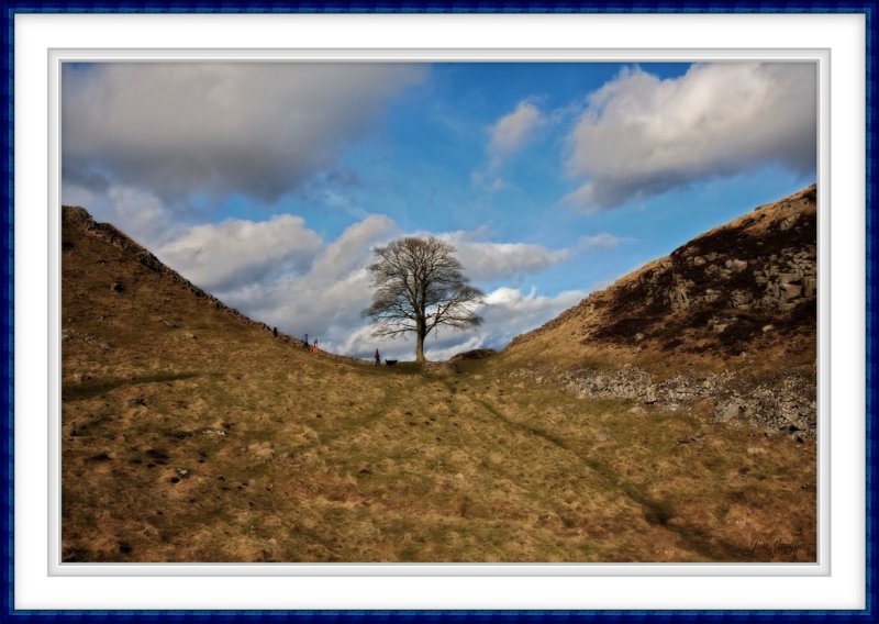 Sycamore Gap - Hadrians Wall