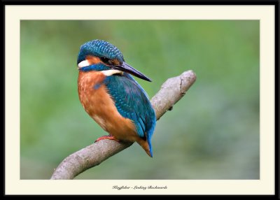 Kingfisher - Looking Backwards