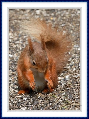 Another Red squirrel
