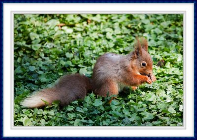 Yet another red squirrel