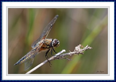 4 Spot Chaser