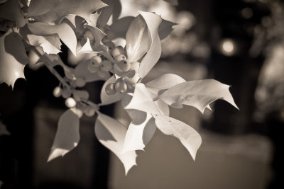 Holly