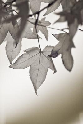 Last Leaves of Fall