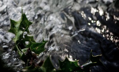 Holly in the Stream