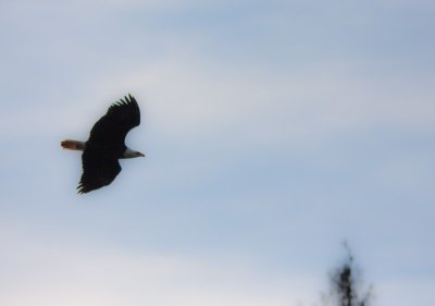 Blurred Bird