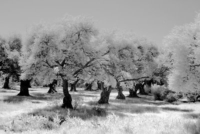 Olive Trees