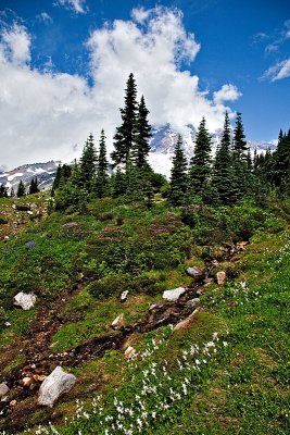 Mount Rainier NP 7